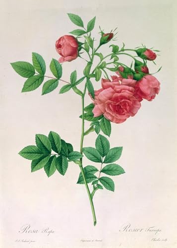 Impression d'art Rosa Rapa de Pierre Redouté, grand tableau sur toile aux finitions muséales