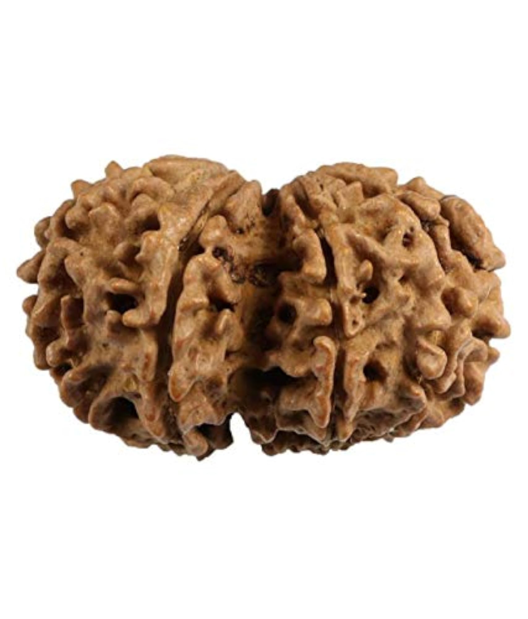 Gauri Shankar Rudraksha Original Certified