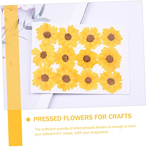 PLAFOPE 48 flores secas margaritas para manualidades miniatura 5