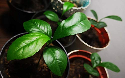 Image of Organic Lemon Seeds (Nimbu Beej) - Pack of 50 Non-Hybrid Seeds, Perfect for Pots, Urban Farming, and Home Gardening, Ideal for Growing Fresh in Various Growing Environments