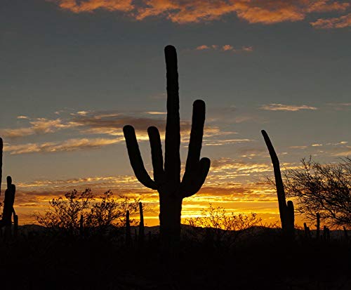 DIY 5D Diamond Painting Kit Saguaro Cactus Silhouette Vivid Sunset Tucson Arizona America Arid 12