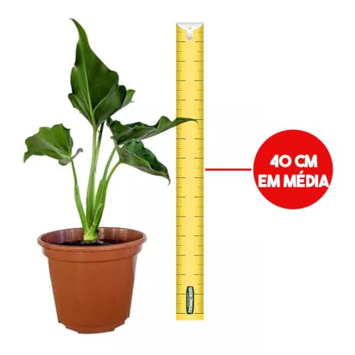 Kit com Mudas de Costela de Adão e Guaimbê Ideais para Ambientes Internos