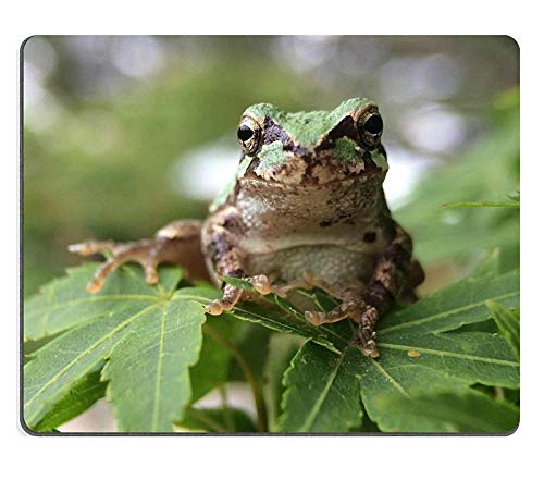 }EXpbhAQ[}EXpbhJapanese TreeFrog TreeFrogJGx}NVRSfPN00X4769