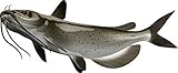 Catfish Beautiful Fish Decal | Fishing Decal for Boat, Car, Vehicle, Truck Etc. | Waterproof Vinyl Sticker | Many Sizes & Styles Available | 12' to 40' by Digital Fish Art (Small, Position 2R)