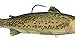 Fishing Tackle Lures Trout Adult Swimbait Olive-Red