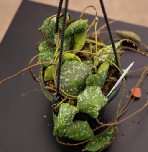 Hoya Imbricata Fiore di Cera Vaso 15 cm | Pianta Grassa Tropicale, Da Interno, Rampicante Ornamentale, Foglie Decorative