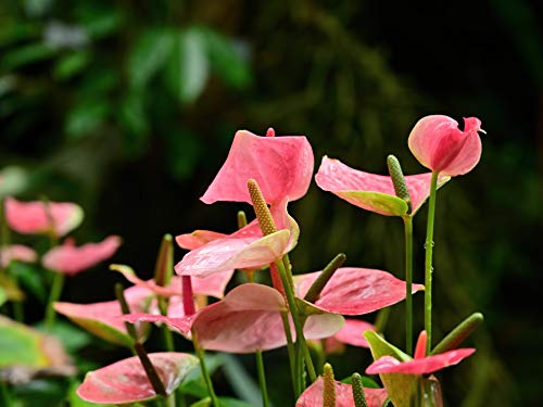 Luftreinigende Anthurium ‚Aristo‘ Pink Zimmerpflanze 30-40 cm