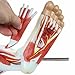 Wellden Deluxe Medical Anatomical Muscular Leg Model, 13 Parts, Life Size