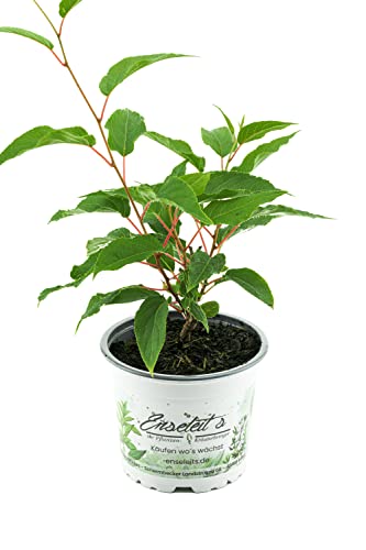 Mini Kiwi eine Pflanze im Topf (Actinidia arguta), selbstbefruchtend