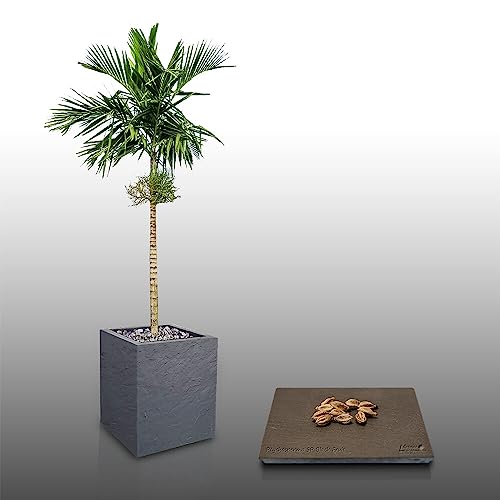 10 graines à semer - Le Grenier d'Abondance - Palmier PTYCHOSPERMA SP Black Fruit