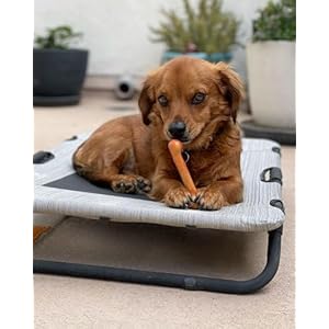 Nylaboneoriginalbonepowerchewtoyfordogsdurabledogtoysforaggressivechewersflavorfrenzypancakessausageroastbeeflasagnaxsmallupto15lbs3pack Urban Country Home Decor Nylabone original bone power chew toy for dogs durable dog toys for aggressive chewers flavor frenzy pancakes sausage roast beef lasagna x small up to 15 lbs 3 pack urban country home decor