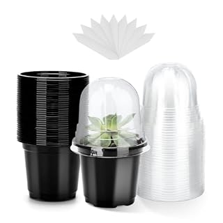 KINGLAKE godets 10 cm avec couvercles transparents