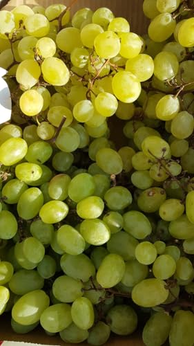 Vitis vinifera 'Italia' / Vigne 'Italia' / Conteneur de 3 à 4 litres