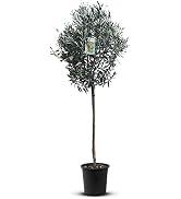 stechpalme einheimisch Europäische Stechpalme (Ilex aquifolium) | 60-80 cm mit Wurzelballen main image 1