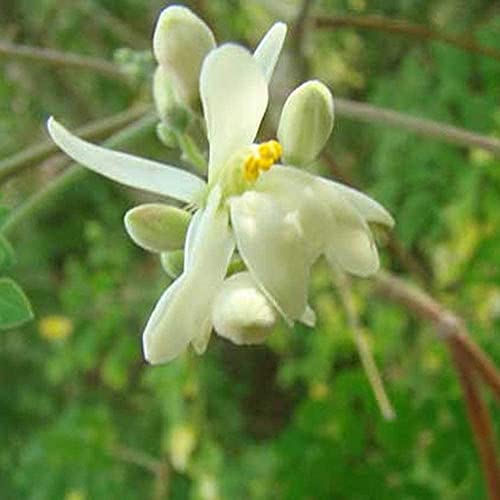 30 Stks Moringa Zaden Voor Buiten Tuinieren Planten En Verfraaien De Binnenplaats Versierde Tuin Voor Uw Huis Kleur… - Afbeelding 4