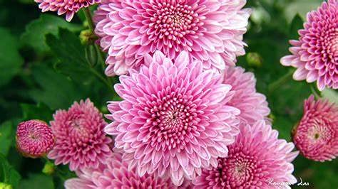 Urban Turtle® Chrysanthemum Flowers Seeds/Guldaudi Mix Colors Hybrid Seeds For Home Gardening (B097DY428F) Amazon Price History, Amazon Price Tracker
