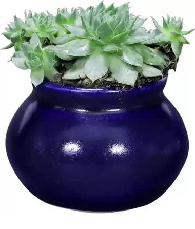 See full amazon price history chart for Yellow Flower Ceramic Matka Shape Handcrafted Flower Pot Plant Container for Home Room & Office Decoration - Blue (with Drainage Hole) Yellow Flower Ceramic Matka Shape Handcrafted Flower Pot Plant Container for Home Room & Office Decoration - Blue (with Drainage Hole) (B09TV14T6R) Amazon Price History, Amazon Price Tracker