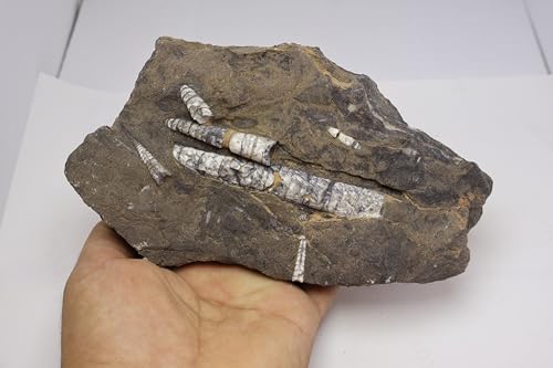 Image of Natural Orthoceras Fossil Plate from Devonian Period Fossil from Morocco A308