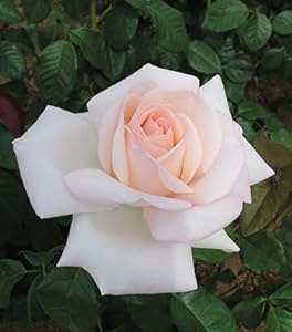 Edelrose Meilland Schloss Ippenburg Garten Schlüter