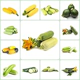 150 piezas Semillas de calabacín - Semillas de calabacín Plantas resistentes al invierno para balcón Semillas de calabacín, Cucurbita pepo, Plantas decorativas Semillas Huerto Semillas de