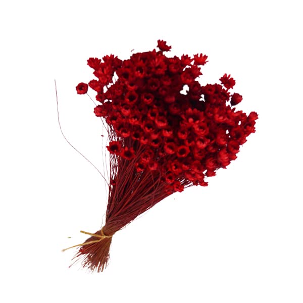 Zelda Glixia Marcela Fiori Secchi - Mazzo 50g Per Composizioni Floreali, Celeste