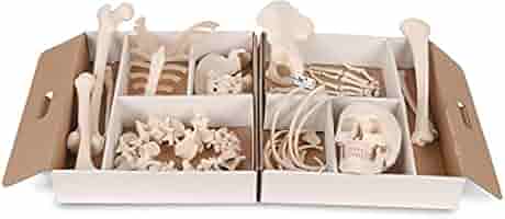 骨格分離モデル（全身） - 3B Smart Anatomy 骨格分離モデル（全身） | 日本スリービー・サイエンティフィック