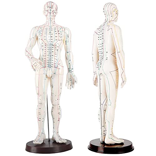 Modèle d'acupuncture précis pour maîtriser les points TCM et les méridiens - 2