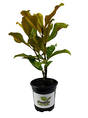 Brackens Brown Beauty Southern Magnolia Tree - 4 Inch Pot Brackens Brown Beauty Southern Magnolia Tree - 4 Inch Pot