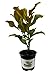 Brackens Brown Beauty Southern Magnolia Tree - 4 Inch Pot