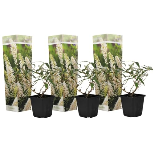 Plant in a Box - Buddleja davidii 'Profusion blanche' - Set de 3 - Arbuste à papillons vivace pour le jardin - Pot 9cm - Hauteur 25-40cm