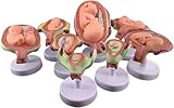 √ I modelli consentono una chiara visualizzazione dell'utero, del feto, del cordone ombelicale e di altre strutture. Gli embrioni a 4, 5, 6 e 7 mesi, così come i gemelli, sono rimovibili for un apprendimento più approfondito.