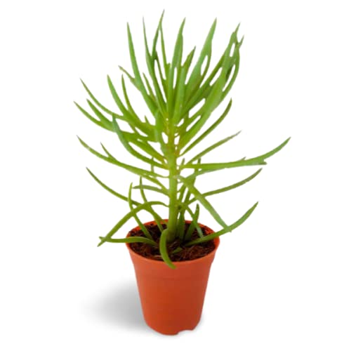 OhhSome Exotic Plant Bush Senecio Small Succulent Succulents For Office Desk Indoor - |Home|Indoor|Bedroom|Table|Living Room|Office Decoration Gift (Healthy Live Plant) (B09K4GRYMC) Amazon Price History, Amazon Price Tracker