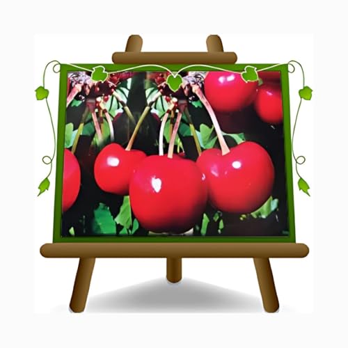 Cereza dulce Lapins - Planta frutal en maceta 26 - Árbol máx. 180 cm – 4 años cultivo Italia