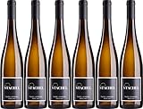 REBSORTE: Riesling, Anbaugebiet Pfalz, Deutschland