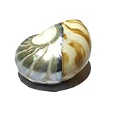 ABCGEMS Metallic-Silver Mermaid-Nautilus Pendant with Iridescent Flash (Thick Nacre, High Luster, Silver Stripped & Tiger Matrix) Jewelry Making KeyChain Charms Ornaments Top-Drilled 35mm (1 Pcs)