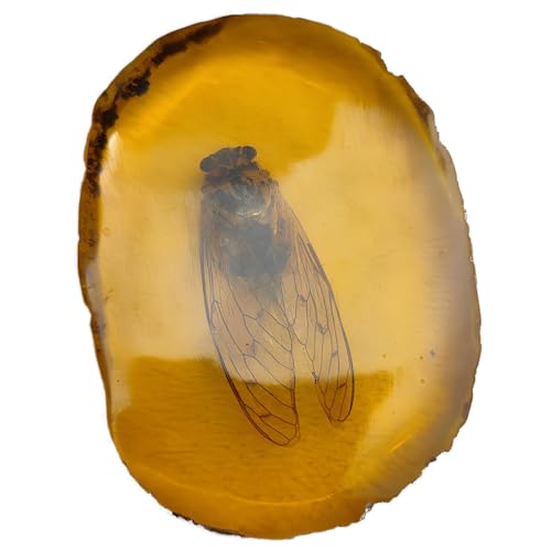 DRXRD Espécimen de Insecto de Ámbar, Fósil Taxidermia de Insecto Real de Resina, Ornamento de Piedra de Ámbar Artificial, para Colección y Decoración del Hogar Cicada