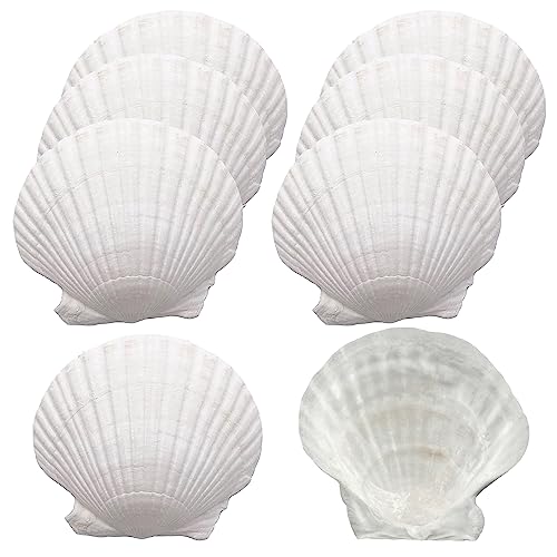 How to cook bay scallops in oven Metro Cooking Dallas