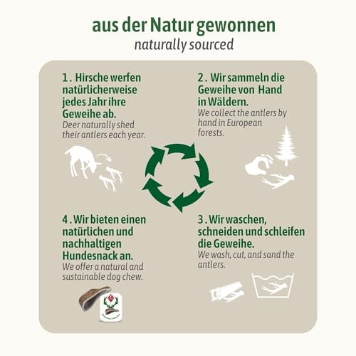 ChronoBalance® L Damwild Hirschgeweih für Hunde Kauspielzeug: 100% Hirschgeweih echt Hundespielzeug zur Zahnpflege, Hunde Kauartikel, Kausnack Hund mit Mineralstoffen & Nährstoffen, L (1er Set)