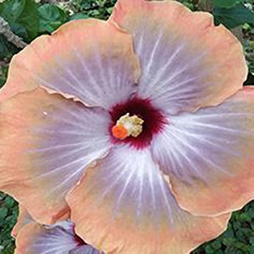 Voldrew Hibiscus zaden, 50 stks/zak hibiscus zaden tropische bloem home decor vaste plant ingemaakte bonsai plant zaden… - Image 5