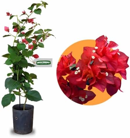 Muda de Primavera Vermelha Bougainvillea + Manual de Plantio