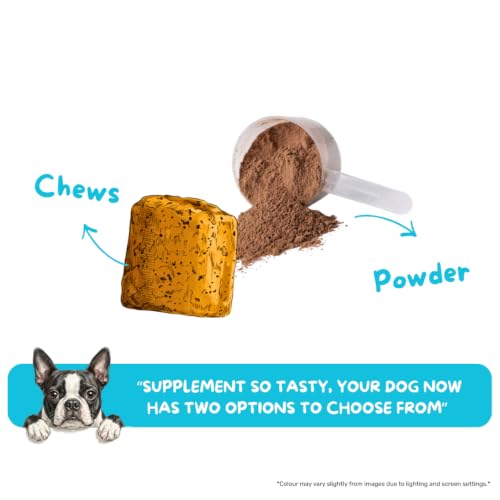 Image of Absolut Pet Probiotic Gut Health Powder for Dogs | 90 Servings