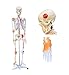 Teaching Model Tools,Life Size Model Skeleton 170Cm with Stand and Wheel Base Color Muscle Ligament Skeleton Model Adult 1:1 Human Skeleton Model Large Skeletal Models for Medical