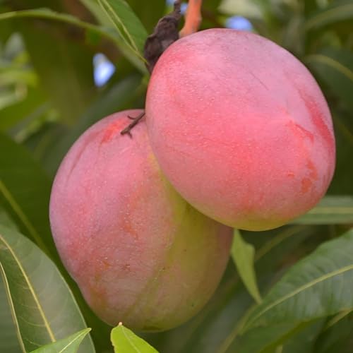 Image of Rare ''Ambika mango'' Orginal Variety Grafted Fruit Live Plants & Tree(1.5-2 Ft Size) Healthy Fruit Plant For Home Garden Plants Tree, pack of 1