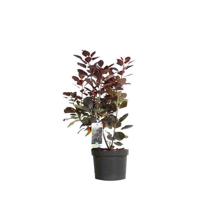 Cotino 'Royal Purple' 40–60 cm Vaso – Cotinus coggygria 'Royal Purple' – Foglia porpora ornamentale