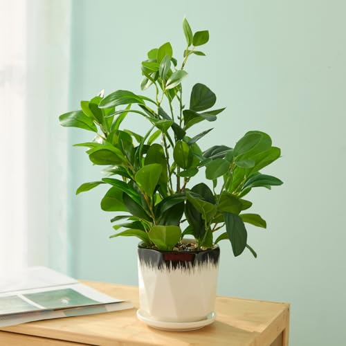 16 inch Pretend Vegetation Indoor Reasonable Thick Evergreen Leaf Synthetic Plant with Black and White Creamic Pot for Farmhouse House Room Bed room Kitchen Workplace Desk Decor - Image 3