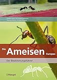  Die Ameisen Europas: Der Bestimmungsführer