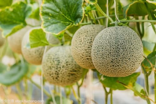 250+ Watermelon Seeds, 5 Variety Packs Melon Fruit Seeds Garden Non-GMO Heirloom Cantaloupe, Crimson Sweet Watermelon, Yellow Canary Melon, Green Flesh Honeydew Melon, Sugar Baby Watermelon — view 2