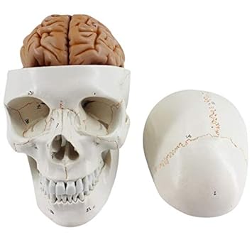 OIF Scientific 3-Part Numbered Human Skull Model | Removable 8-Part Brain | Life Size & 100% Anatomically Correct | Includes Detailed Product Manual