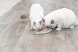 Trixie - Lick'n'Snack Tischdecke für Katzen, Lametablett aus Silikon, 28 cm, rutschfest, blau, spülmaschinenfest und gefriergeeignet