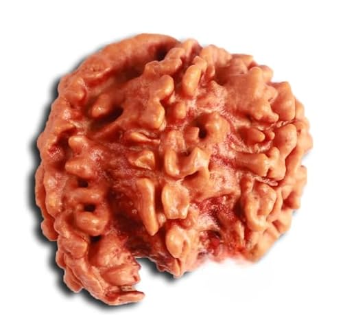 ���A�W�F���Y�M�������[ �v���~�A���V�u�v�g���K�l�[�V�����h���N�V���I���W�i���F��K���p�e�B���h���N�V�����B�O�i�n���^�K�l�[�V���_�ɏj�����ꂽGanpati Rudraksha Ganesh Rudraksh Nepraksha�B ali Geniune �r